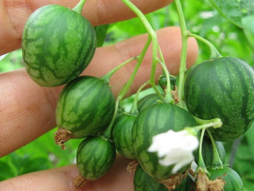 Solanum caripense - Különleges padlizsánok az Egzotikus Növények Stúdiója kínálatából